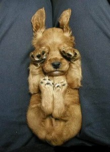 scared puppy