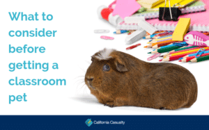 What To Consider Before Getting A Classroom Pet 