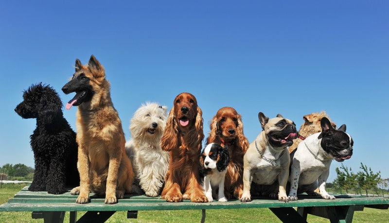All differnet breeds of dogs sitting together
