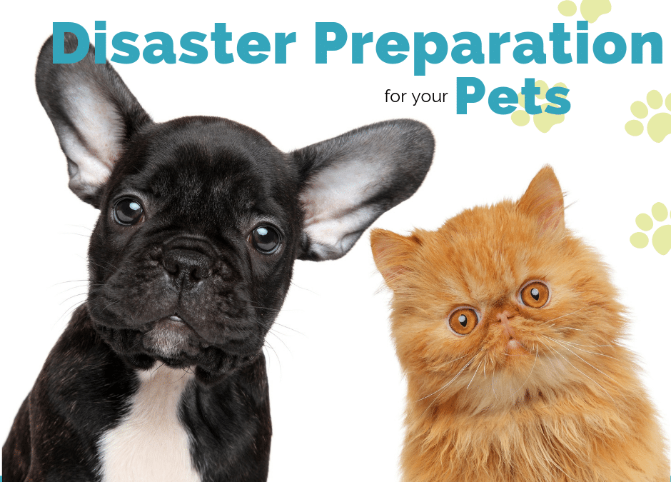 disaster prep for pets