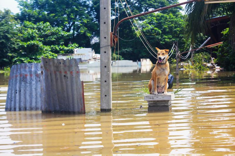 disaster prep for pets