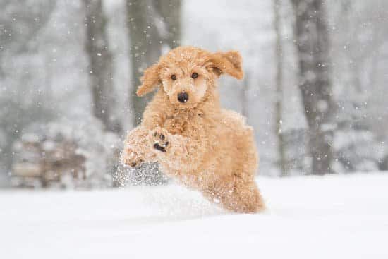 Pet Safety Tips for Winter