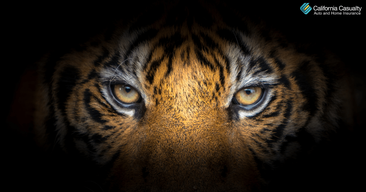 Google 3D animals: how to bring tigers and lions to life in your