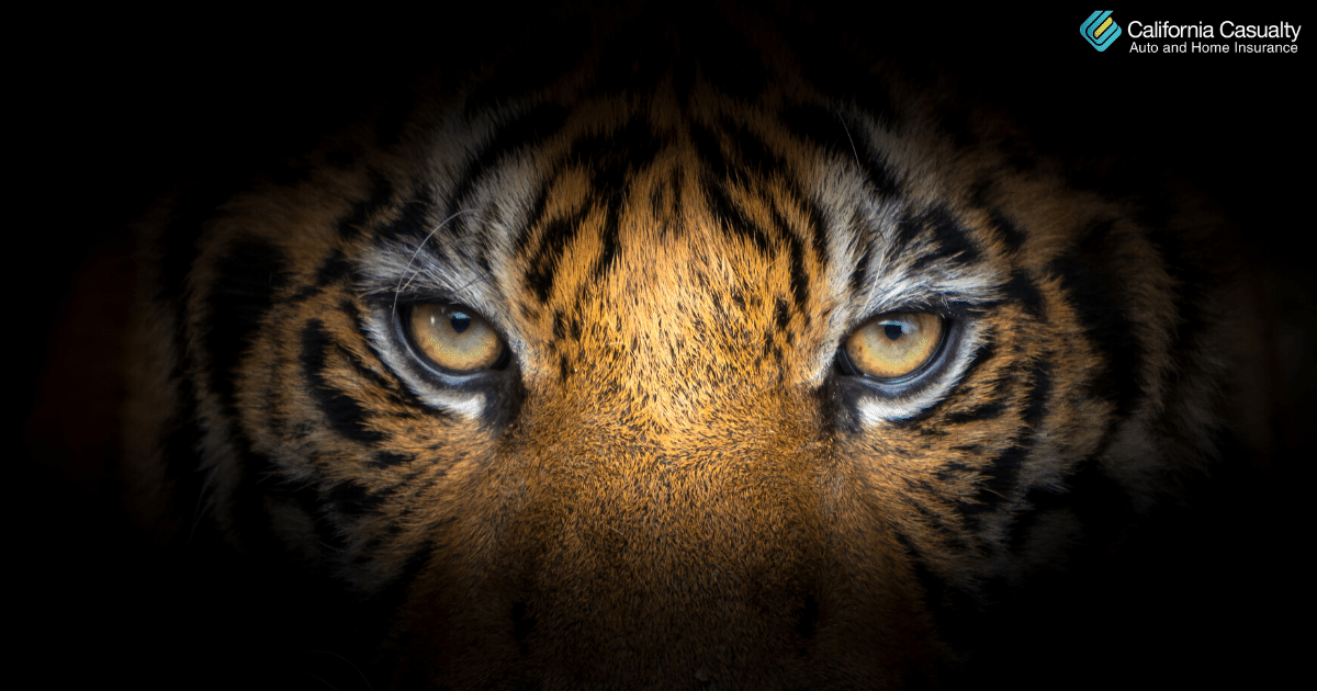 Google 3D Animals: How to put a tiger and more in your bedroom