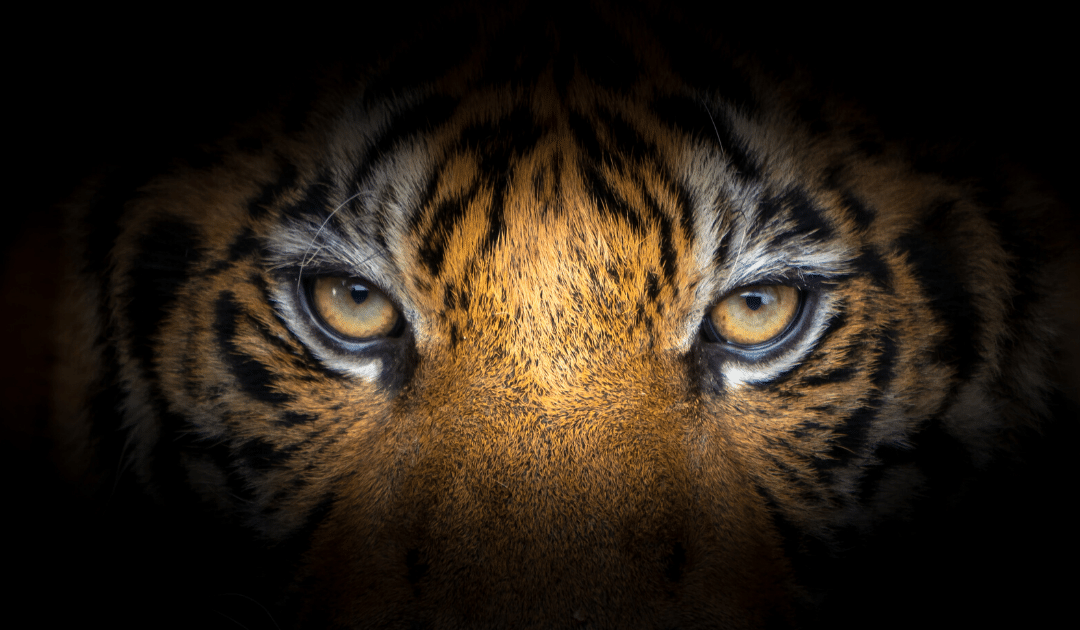 Futuristic portrait of a tiger. 3D Rendering., Ai Generative Image 23184748  Stock Photo at Vecteezy