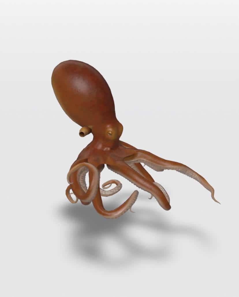 Octopus in Google 3D
