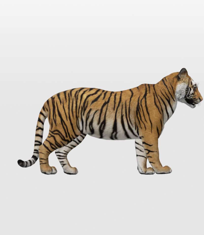 Teaching Resources: Google's 3D Animals