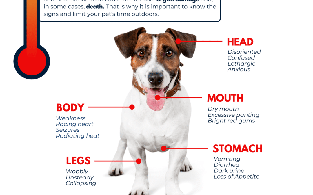 Heat Stroke: Know the Signs in Your Pet