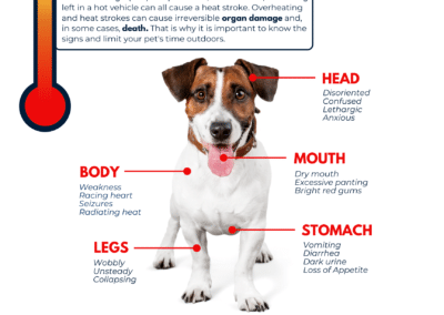 Heat Stroke: Know the Signs in Your Pet