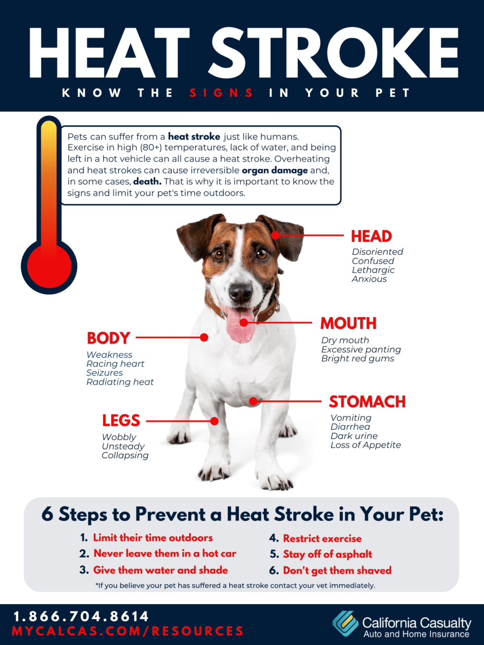 Heat Stroke Know the Signs in Your Pet California Casualty