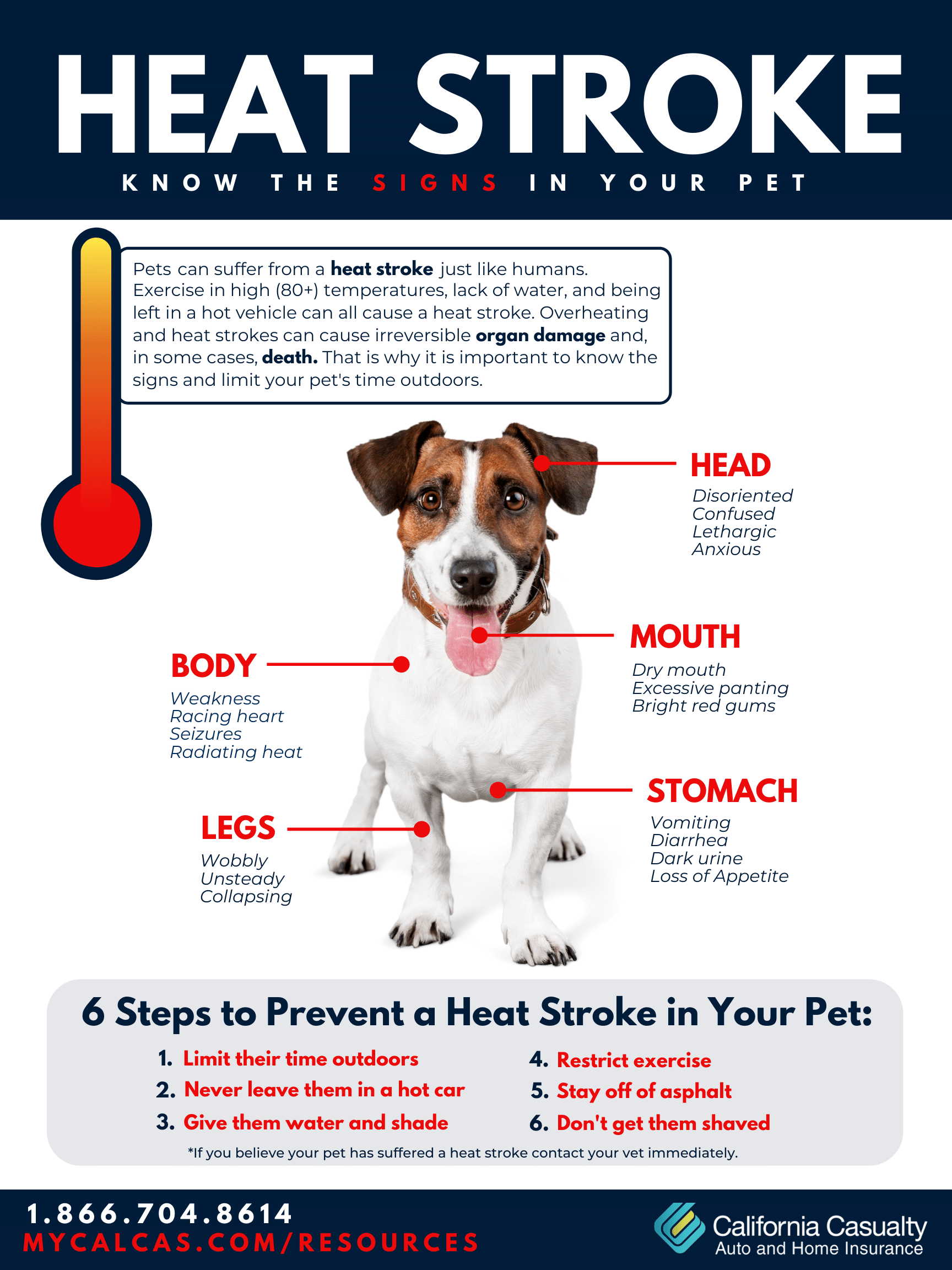 Heat Stroke Know The Signs In Your Pet California Casualty