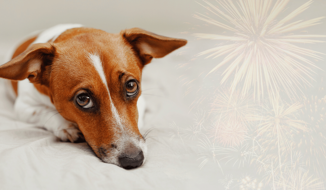 protect your animal on the 4th of july
