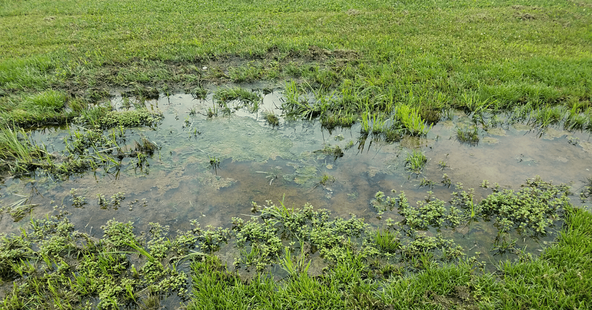 Standing Water And Your Home