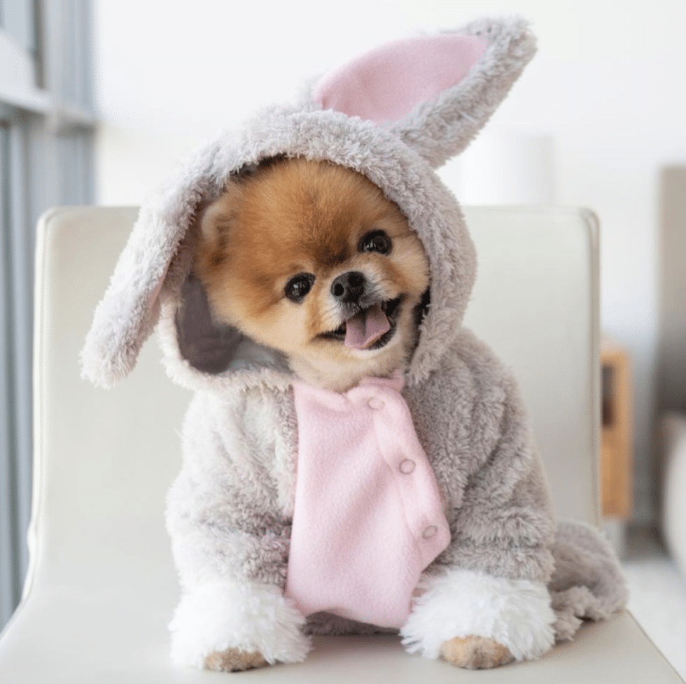 9 Famous Pets You NEED To Check Out 