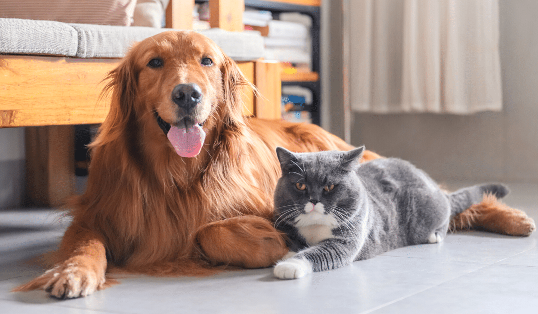 household dangers to pets