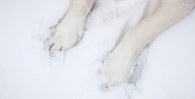The Dangers of Ice Melt to Pets