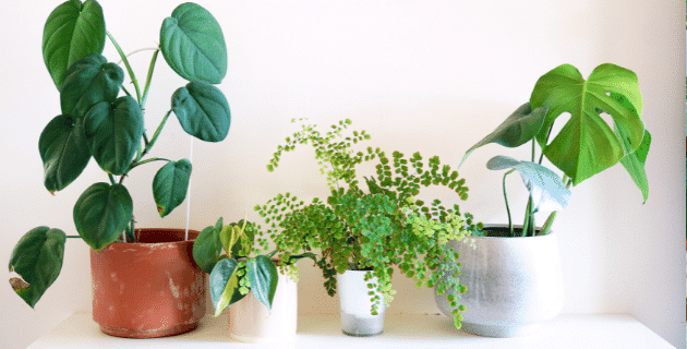 8 Pet-friendly House Plants That Can Improve Your Health