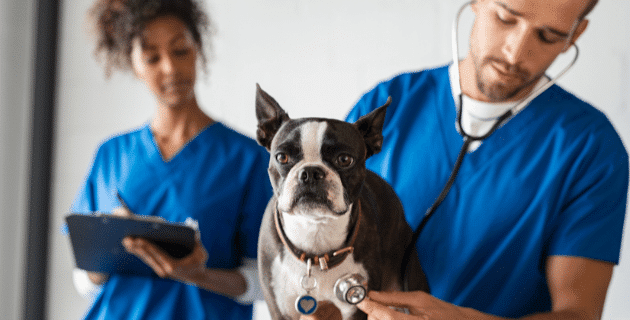 9 Ways to Save on Your Vet Bill