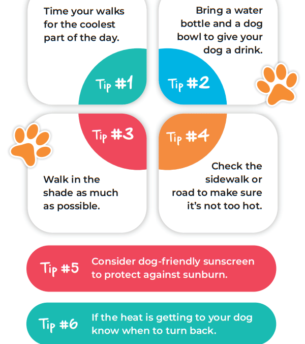 Tips to Safely Walk Your Dog in the Summer Heat