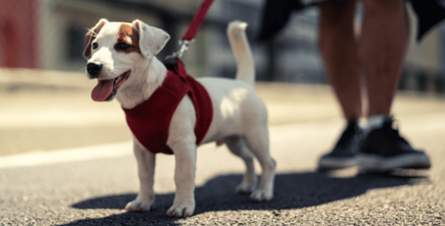 Tips to Safely Walk Your Dog in the Summer Heat