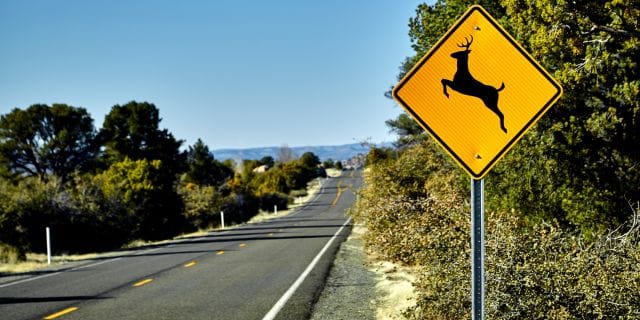 deer crossing