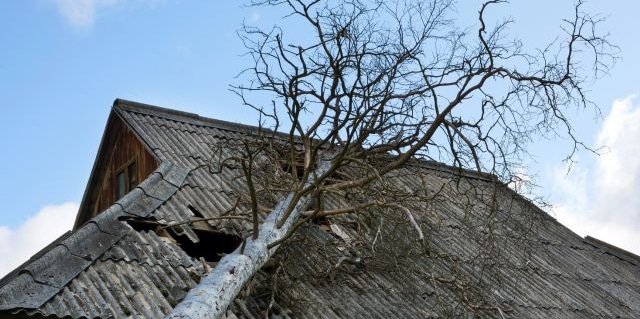 tree damage