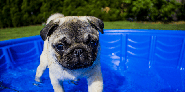 Picture of a Pug in a Pool